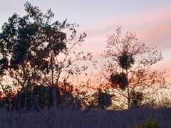 Phoradendron macrophyllum