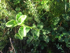 Cistus
