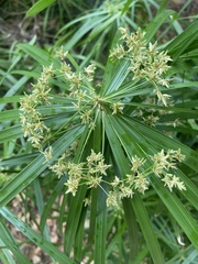 Cyperus diandrus