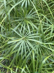 Cyperus diandrus