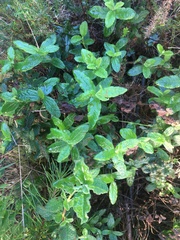 Cistus