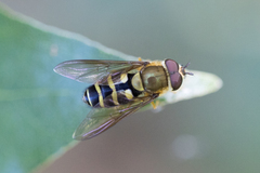 Syrphus phaeostigma
