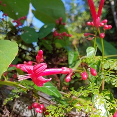 Ipomoea repanda