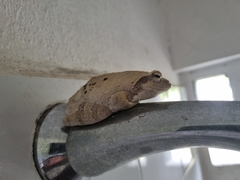 Chiromantis xerampelina