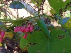 Ipomoea repanda