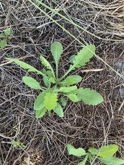 Gaillardia pulchella
