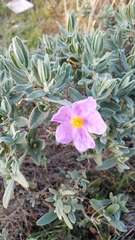 Cistus albidus