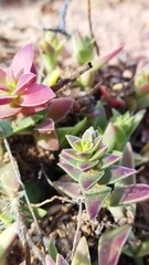 Crassula capitella
