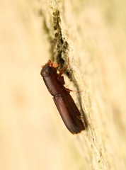 Platypodinae