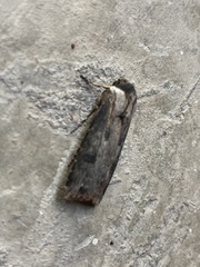 Agrotis malefida