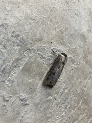 Agrotis malefida