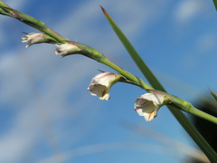 Gladiolus crassifolius