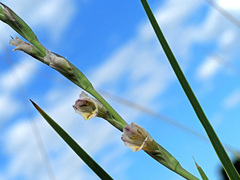 Gladiolus crassifolius