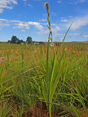 Gladiolus crassifolius