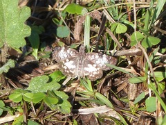 Chiomara asychis