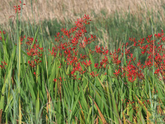 Crocosmia paniculata