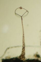 Clastoderma microcarpum