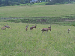 Damaliscus pygargus phillipsi