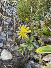 Ranunculus verticillatus