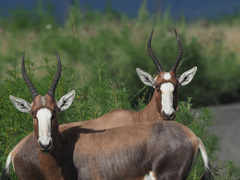 Damaliscus pygargus phillipsi