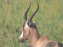 Damaliscus pygargus phillipsi