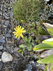 Ranunculus verticillatus