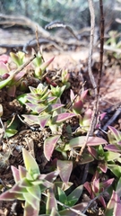 Crassula capitella