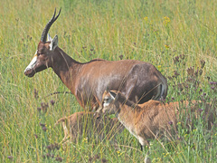 Damaliscus pygargus phillipsi