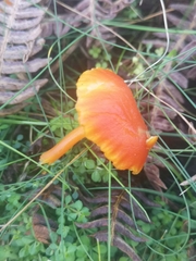 Hygrocybe insipida