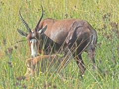 Damaliscus pygargus phillipsi