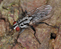 Eustalomyia hilaris