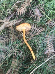 Hygrocybe insipida