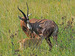 Damaliscus pygargus phillipsi
