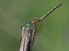 Trithemis stictica