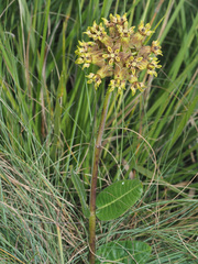 Asclepias macropus