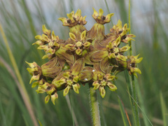 Asclepias macropus