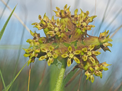 Asclepias macropus