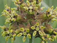 Asclepias macropus