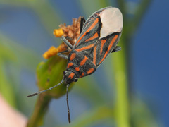 Spilostethus lemniscatus