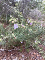 Conradina grandiflora