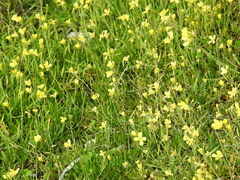 Raphanus raphanistrum