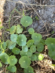 Hydrocotyle bonariensis
