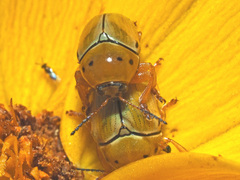 Cryptocephalus decemnotatus