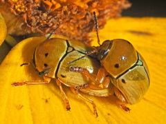 Cryptocephalus decemnotatus