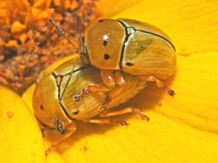 Cryptocephalus decemnotatus