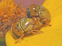 Cryptocephalus decemnotatus