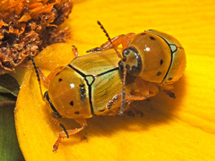 Cryptocephalus decemnotatus