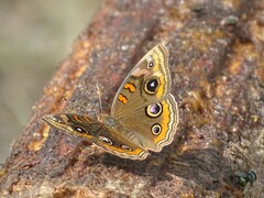 Junonia stemosa