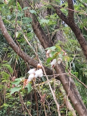Gossypium hirsutum