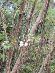 Gossypium hirsutum